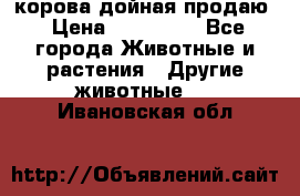 корова дойная продаю › Цена ­ 100 000 - Все города Животные и растения » Другие животные   . Ивановская обл.